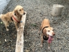 Happy dogs at the park