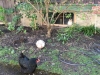 Toad spying on the hens